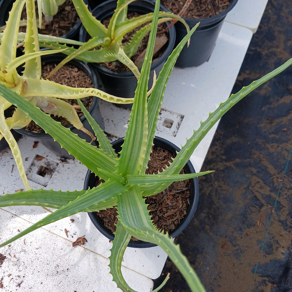 Aloe arborescens 'Variegata'