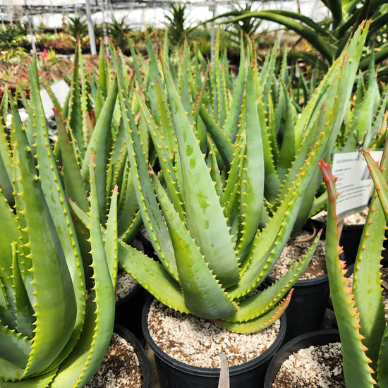 Aloe arborescens x ferox 