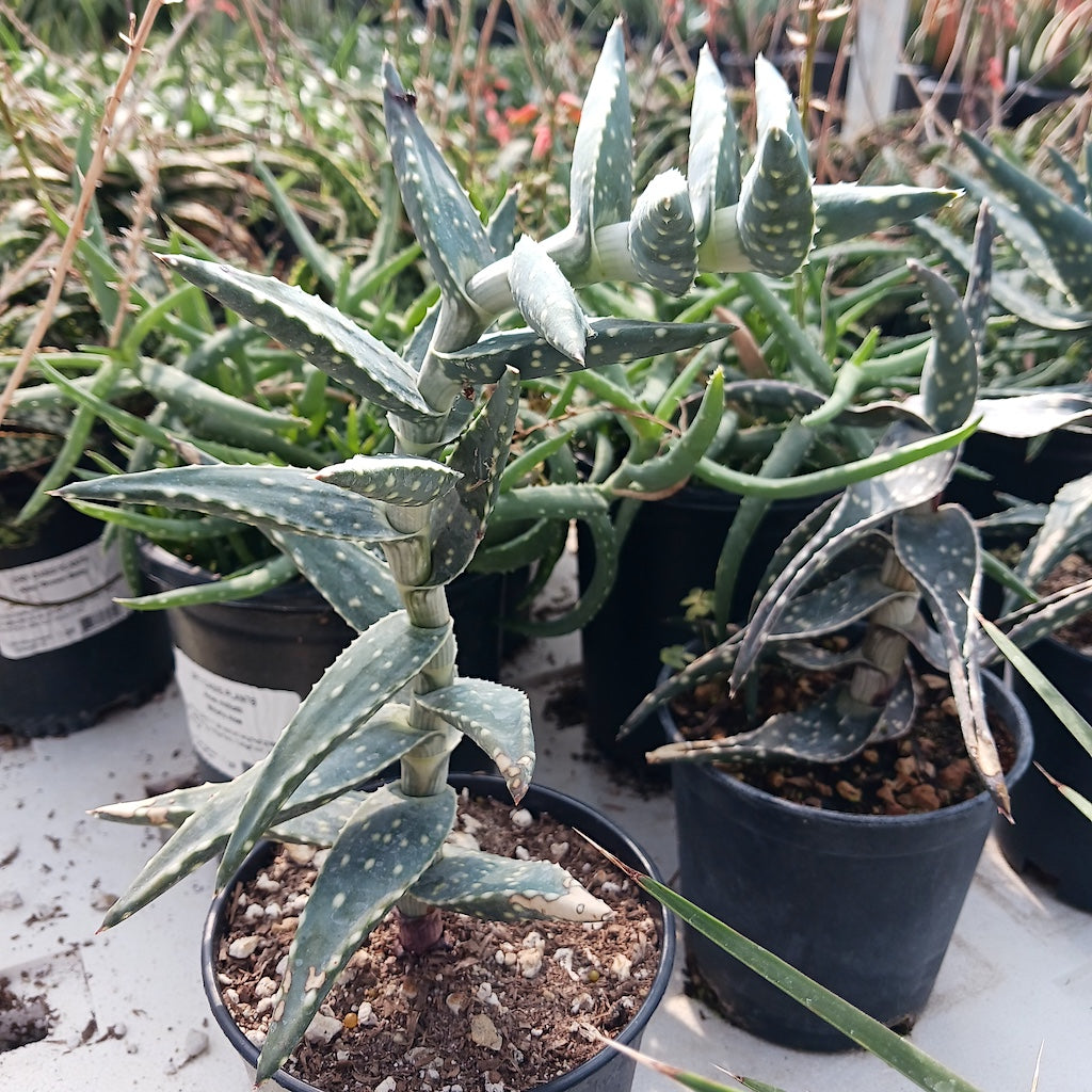 Aloe arenicola