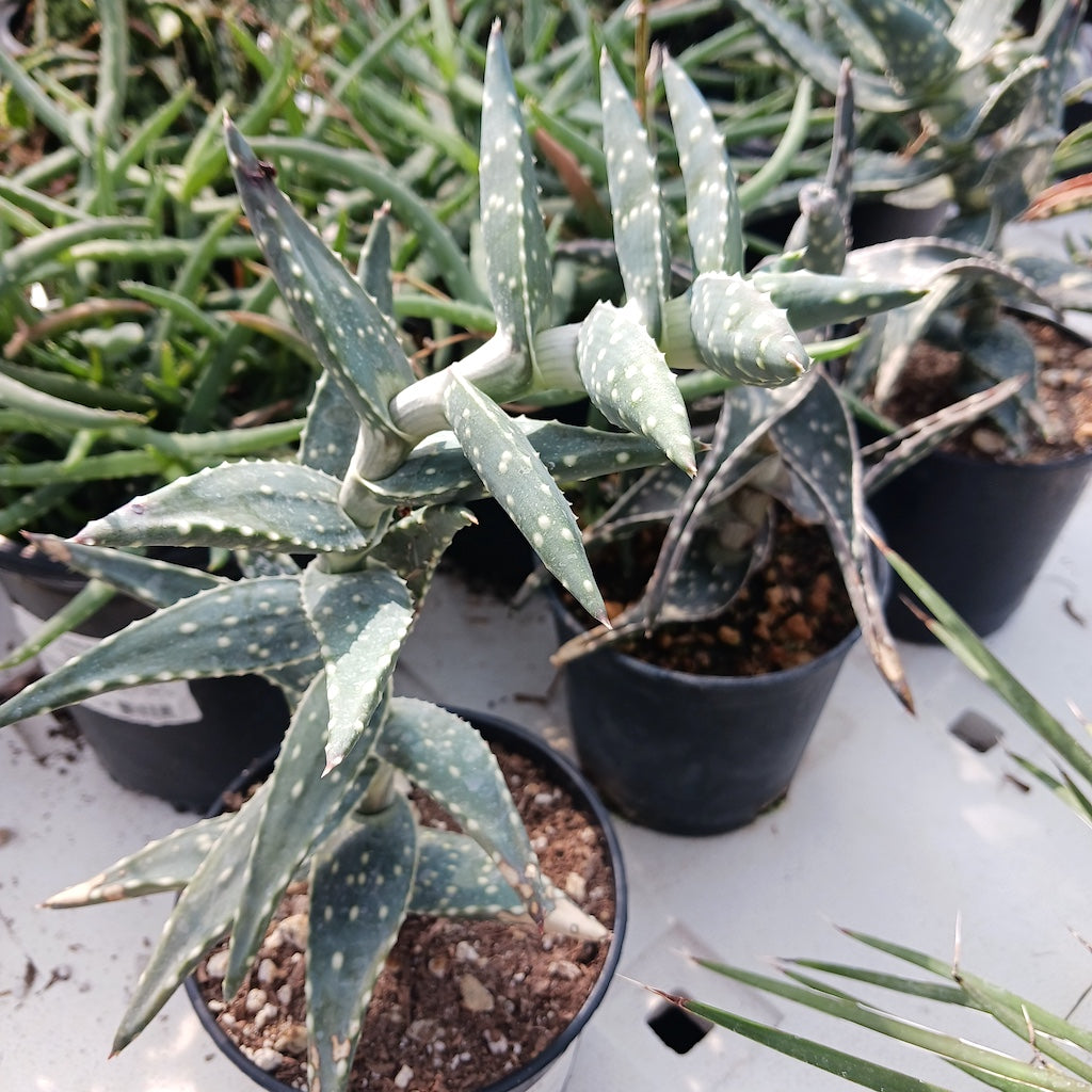 Aloe arenicola