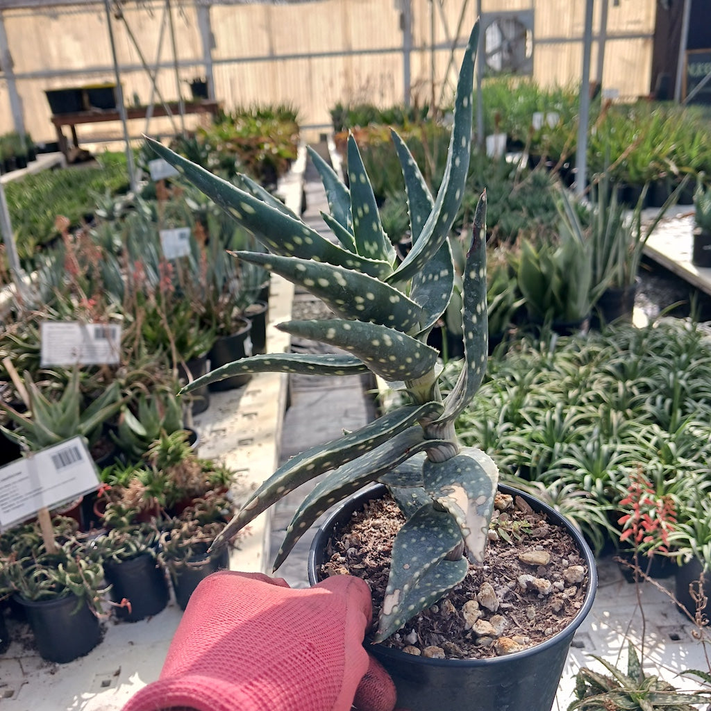 Aloe arenicola