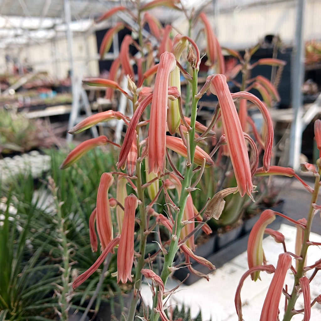 aristata succulent plant Aloe aristata