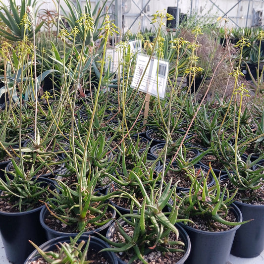 Several Aloe bakeri in bloom