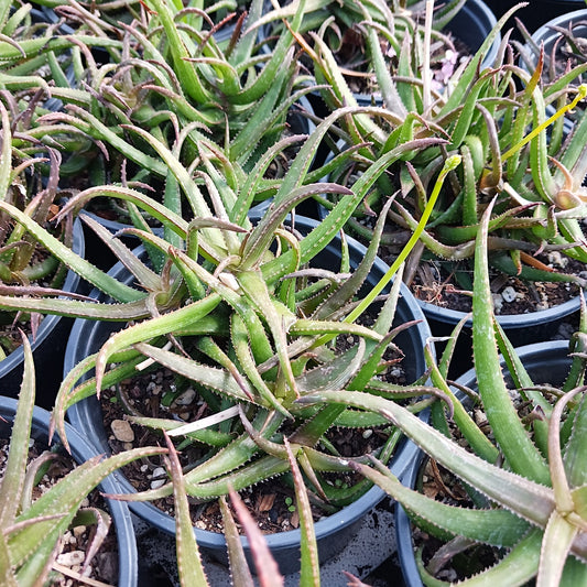 Aloe bakeri