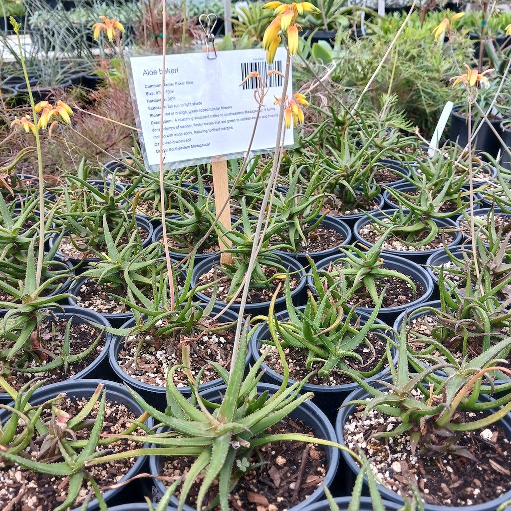 saggy aloe vera plant Aloe bakeri