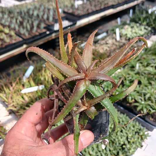 Aloe bakeri in a small nursery container