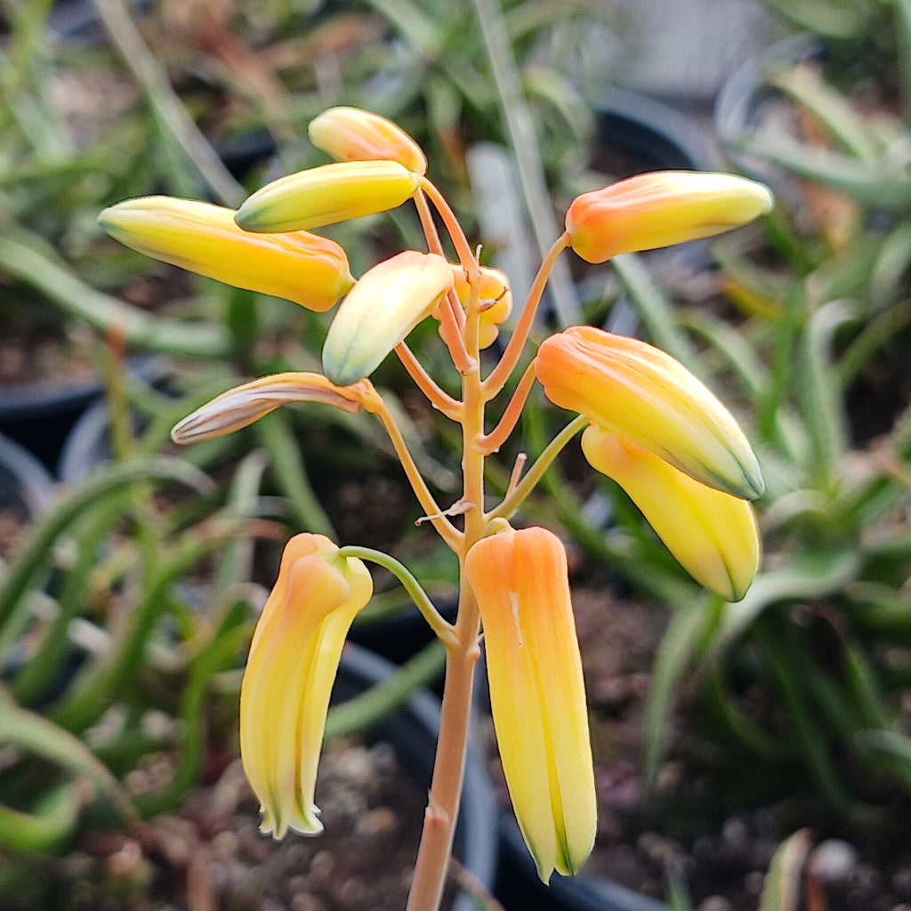 Aloe bakeri flower