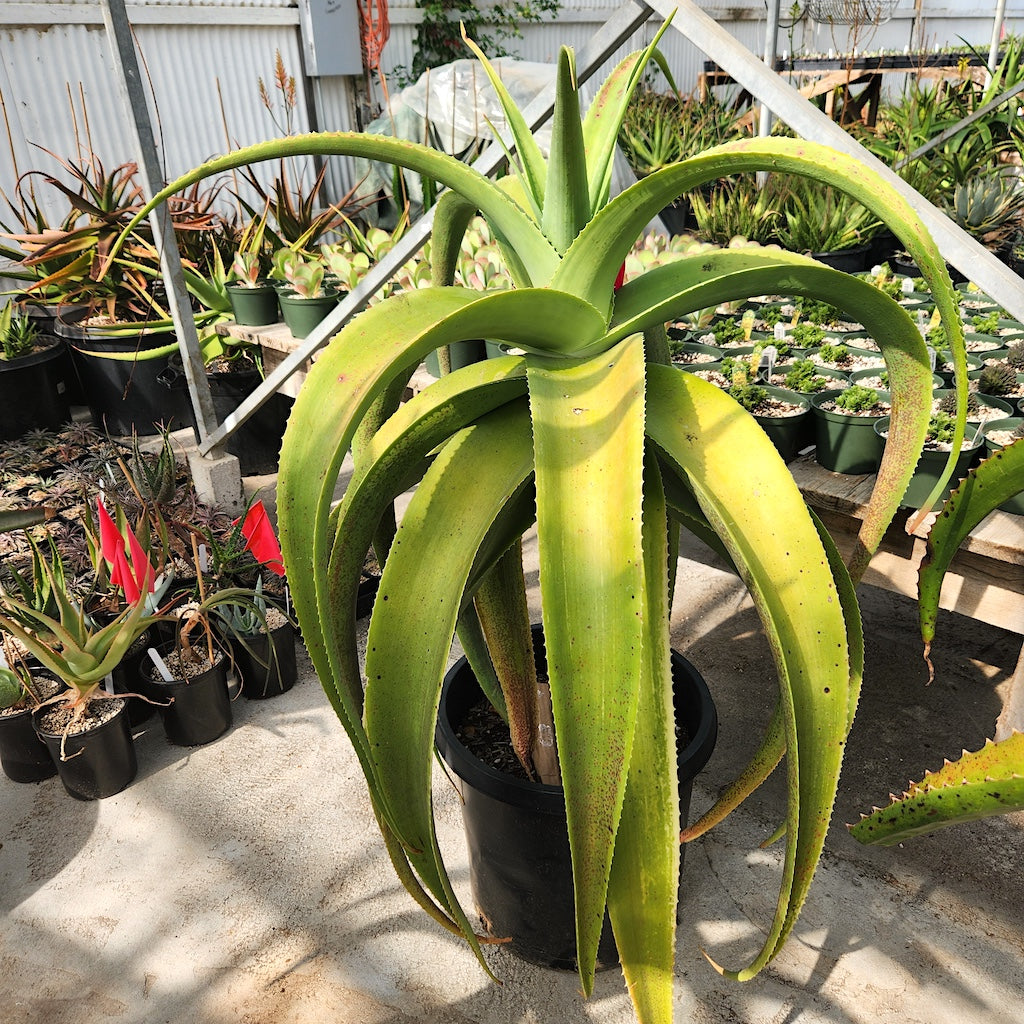 Aloe ballyi