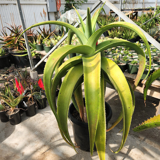 Aloe ballyi