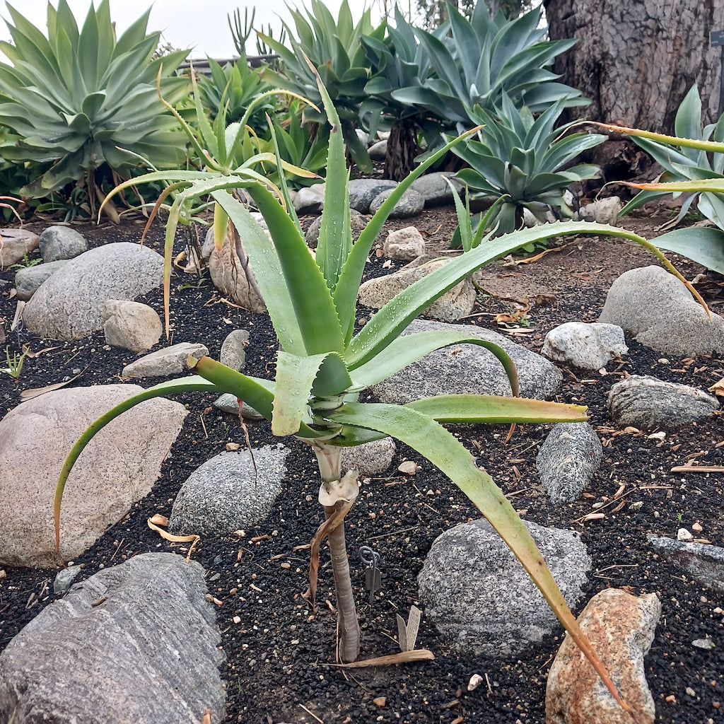 Aloe ballyi at the Huntington Botanical Gardens