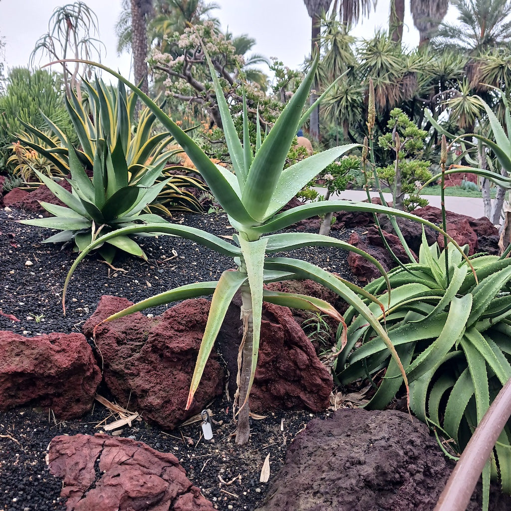 Aloe ballyi at the Huntington Botanical Gardens