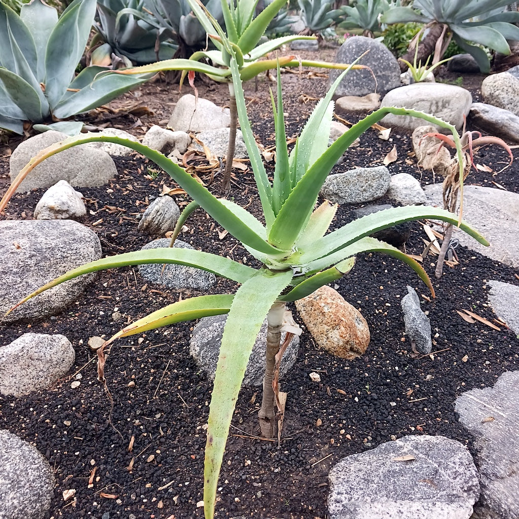 Aloe ballyi at the Huntington Botanical Gardens