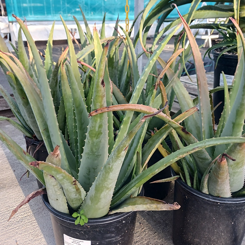 aloe barbadensis aka Aloe vera