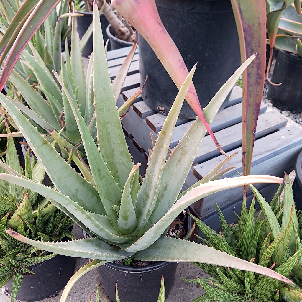aloe barbadensis aka Aloe vera
