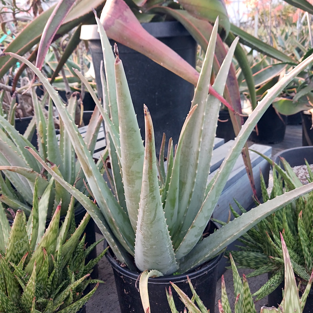 aloe barbadensis aka Aloe vera