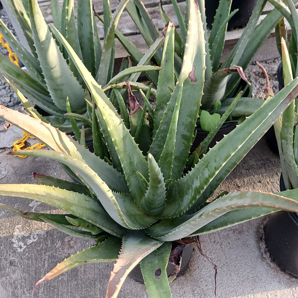 aloe barbadensis aka Aloe vera