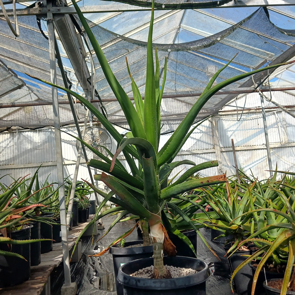 Aloe barberae