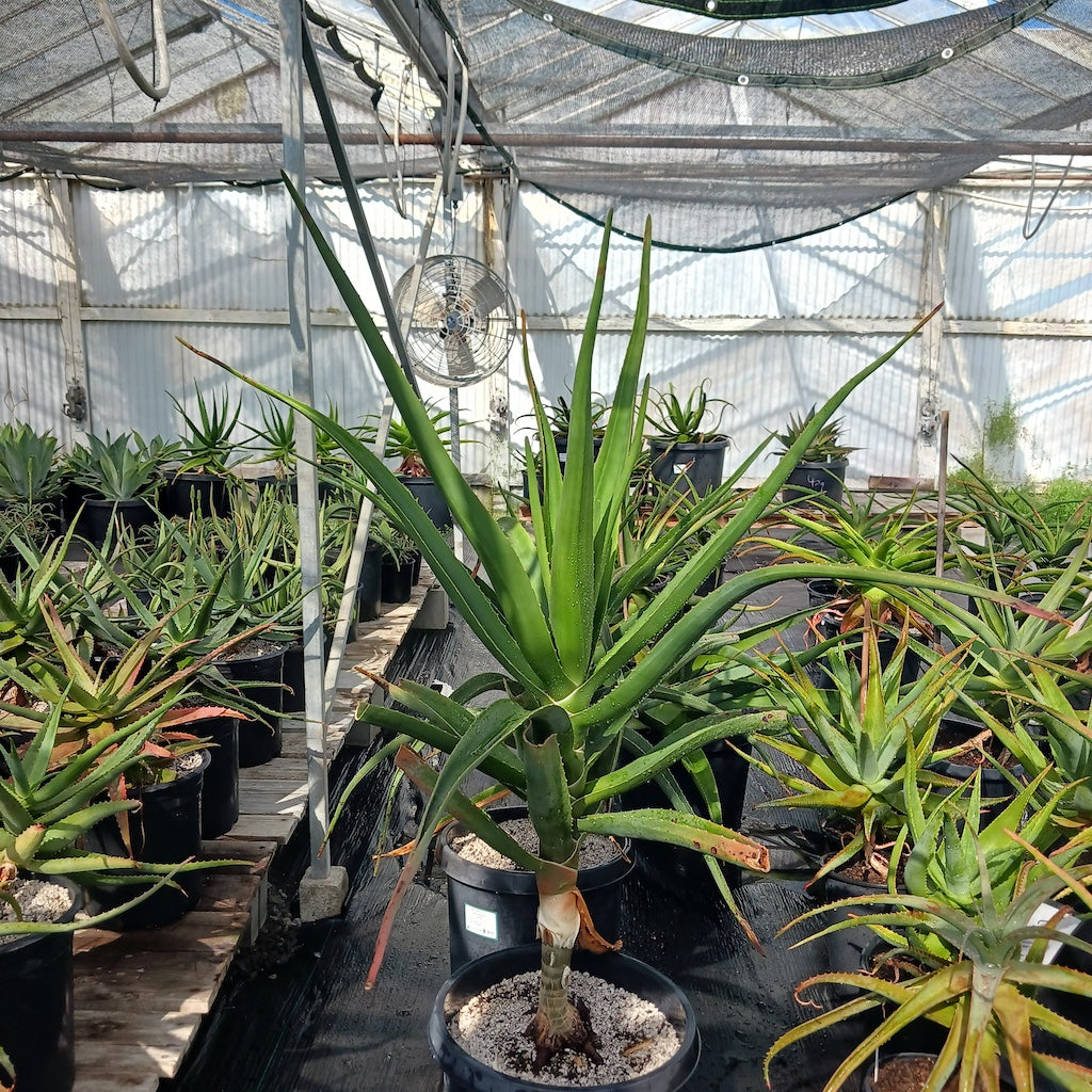 Aloe barberae