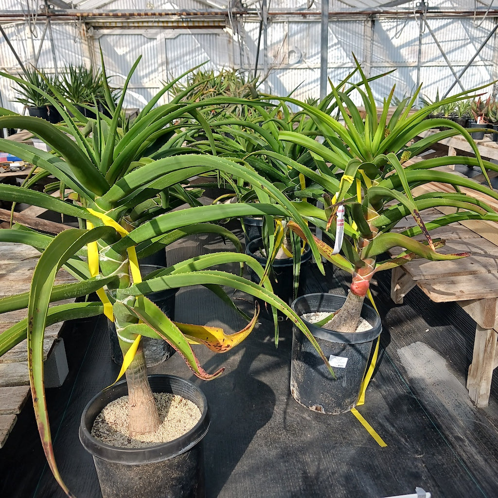 Several Aloe barberae in 15ga pots