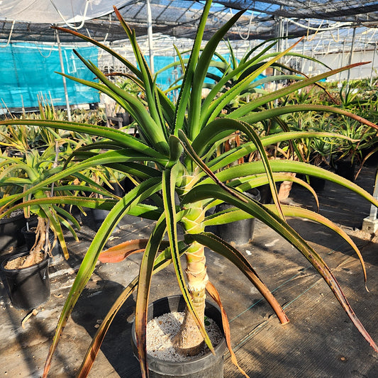 Aloe barberae