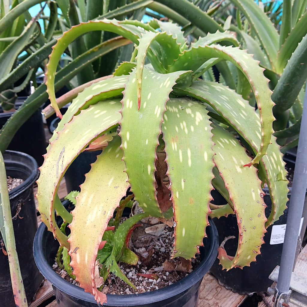 Aloe "Big Mac"