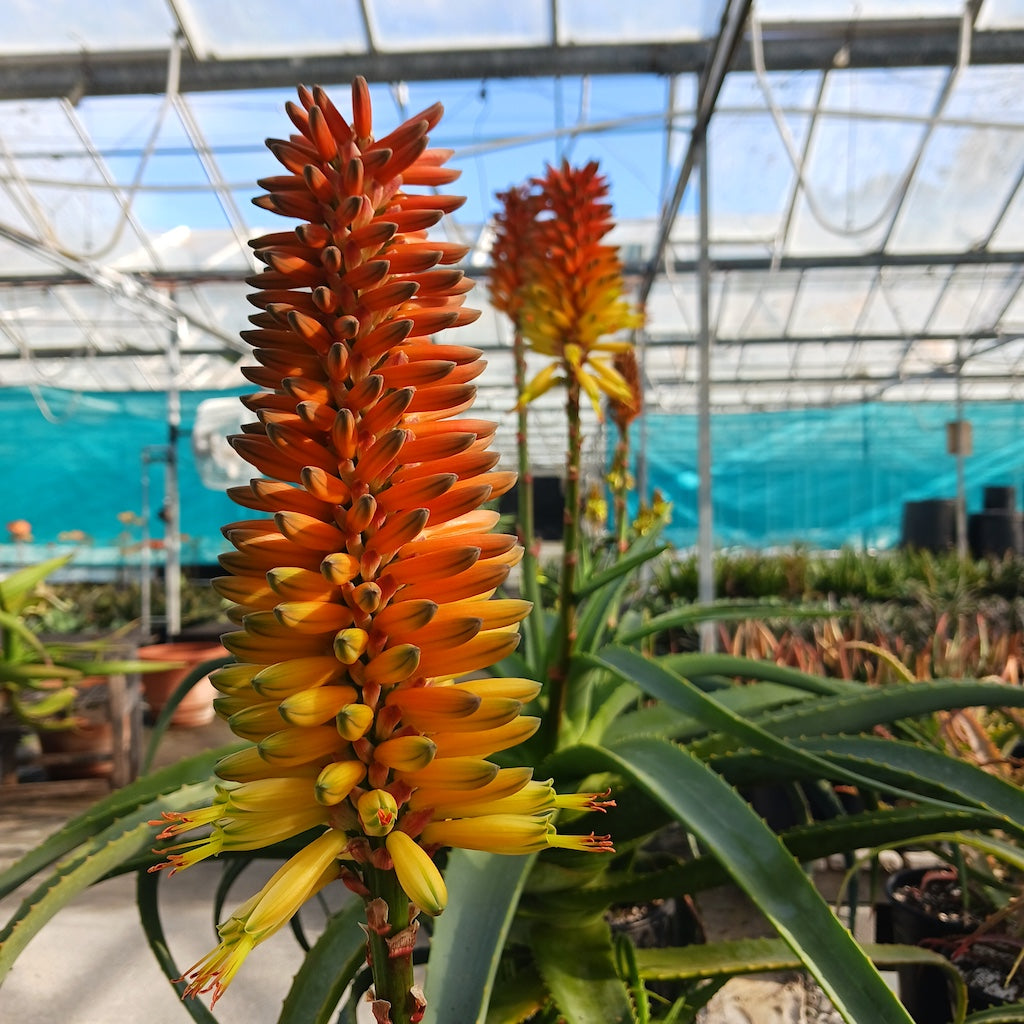 Aloe Birds and Bees - flowers create smooth gradient from warm golden-yellow at the base to burnt orange and soft red toward the top