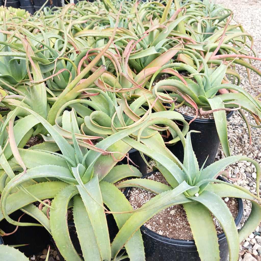 Aloe "Birds and Bees" 5ga at San Marcos Growers