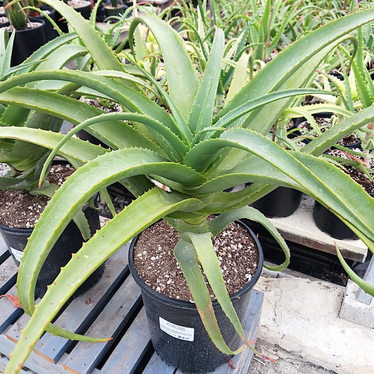 Aloe "Birds and Bees" 5ga