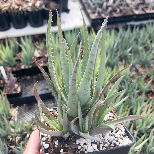 Aloe "Blue Elf" in 4in nursery pot