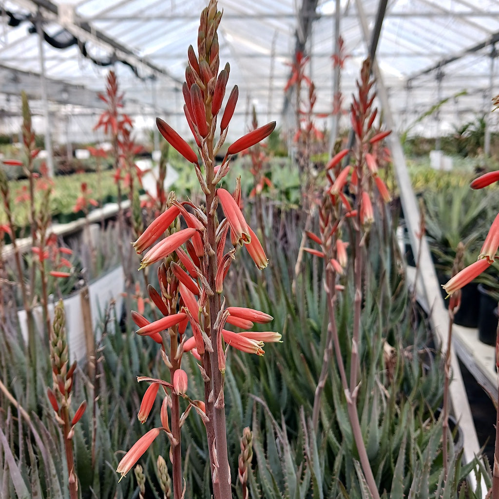 Aloe "Blue Elf" orange flower with an open form