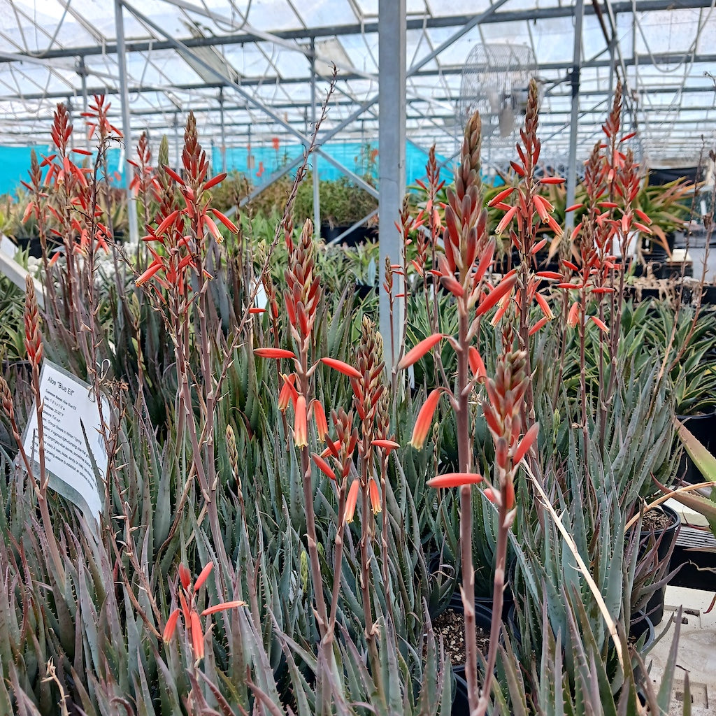 Aloe "Blue Elf" - 4in