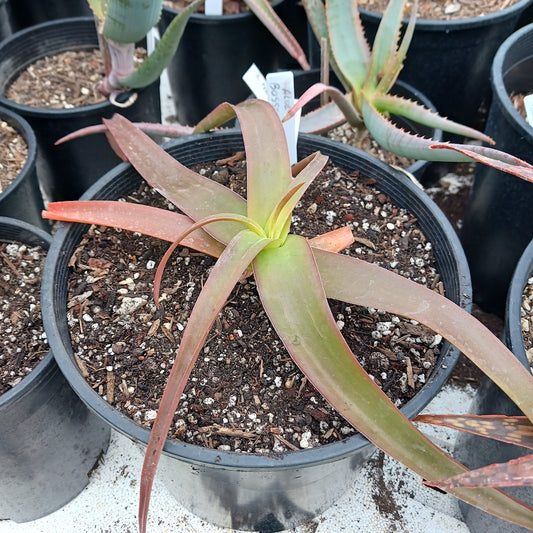 Aloe bosseri