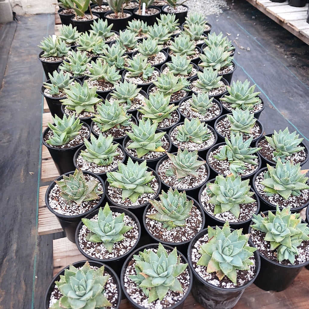 Aloe brevifolia