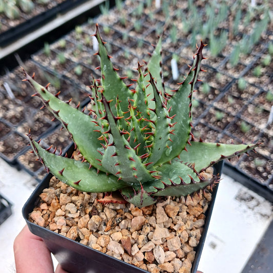 Aloe broomii