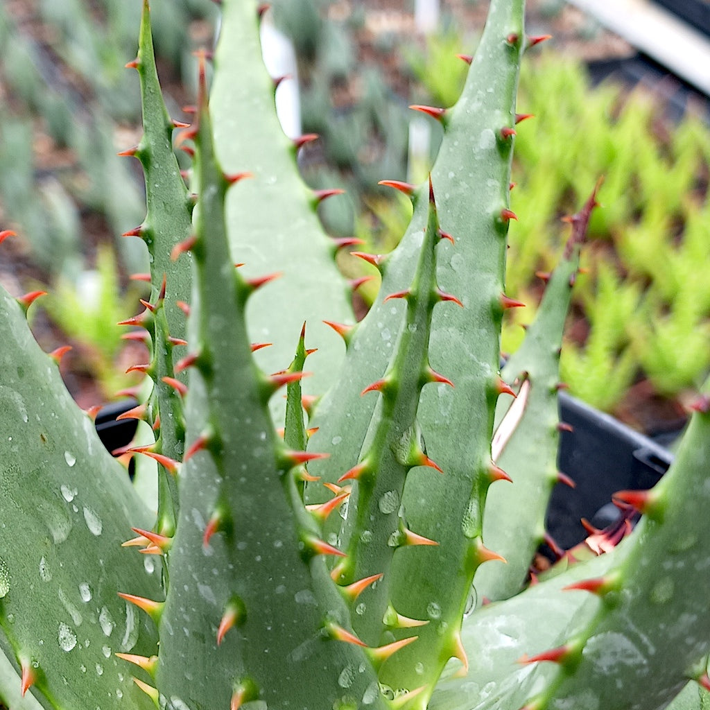 close up of Aloe broomii