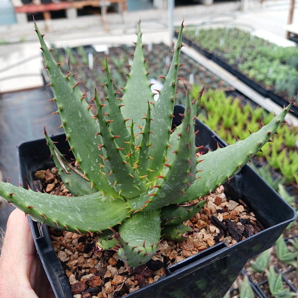 Aloe broomii