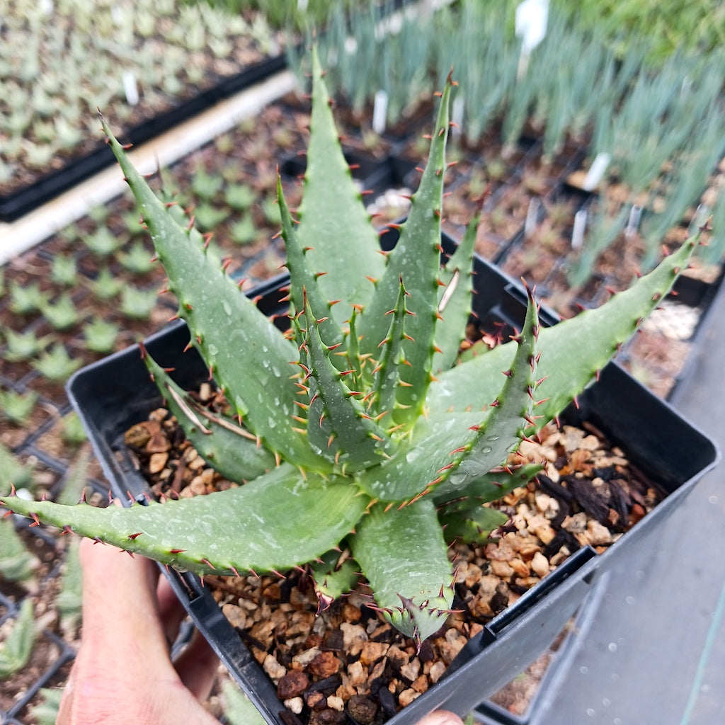 Aloe broomii