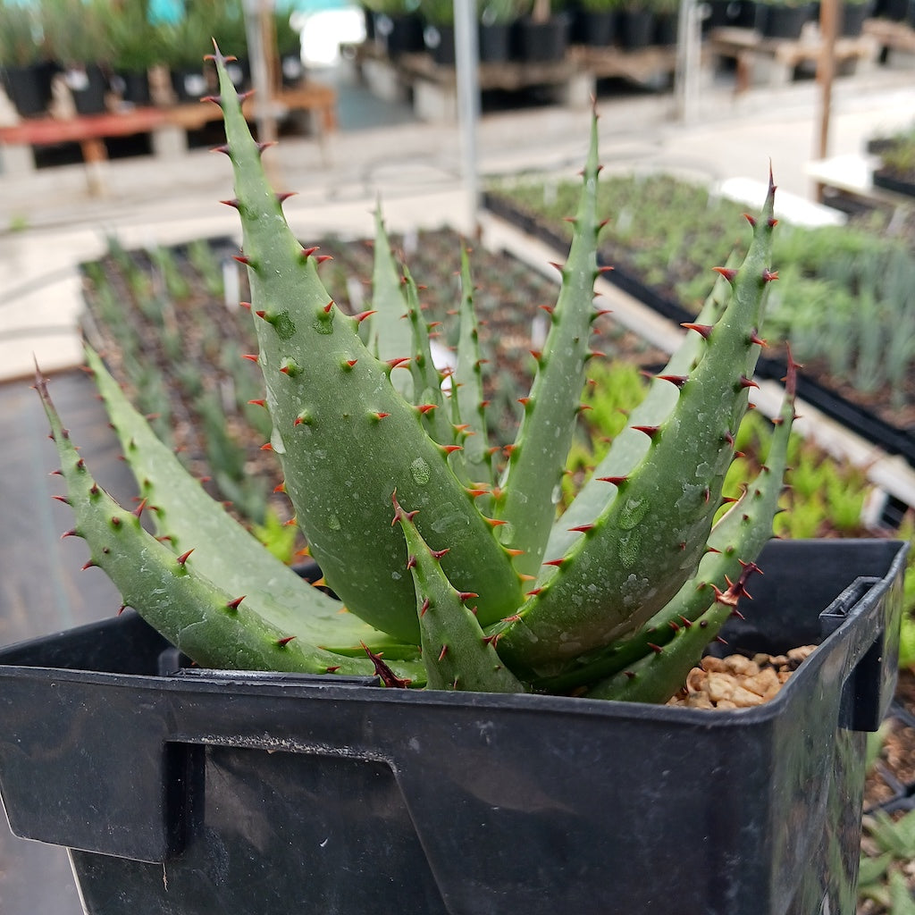 Aloe broomii