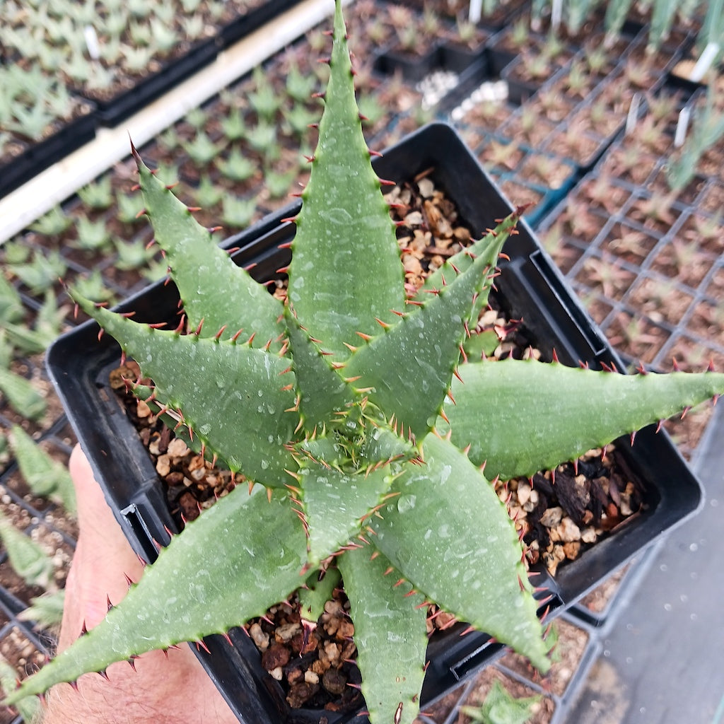 Aloe broomii