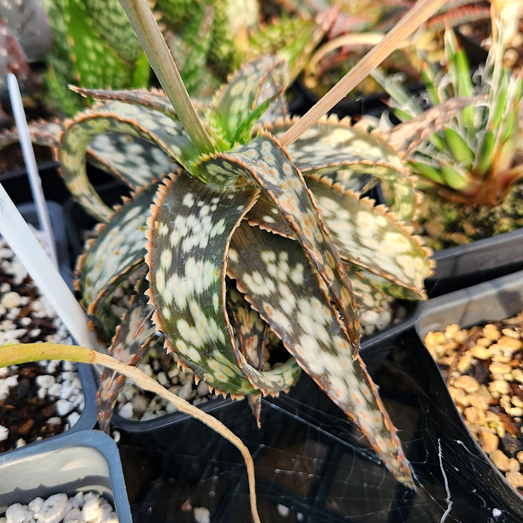 Aloe "Brown Betty"