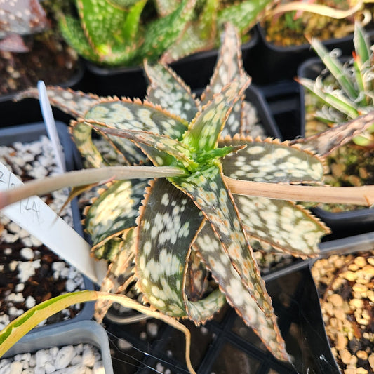 Aloe "Brown Betty"