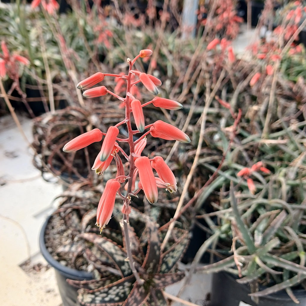 Aloe "Brown Betty" Coral colored flower