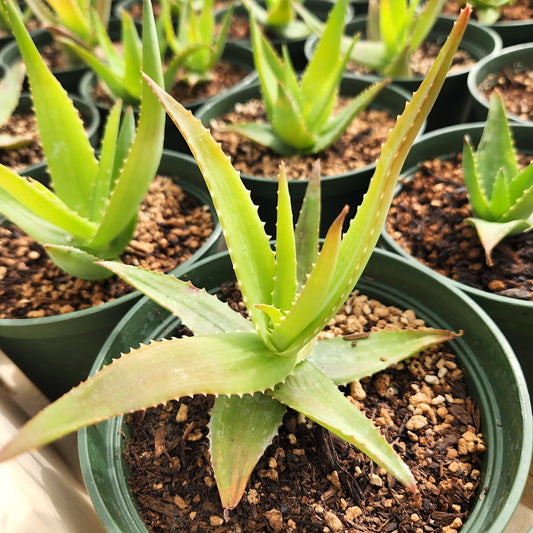 Aloe bulbillifera var. paulianae