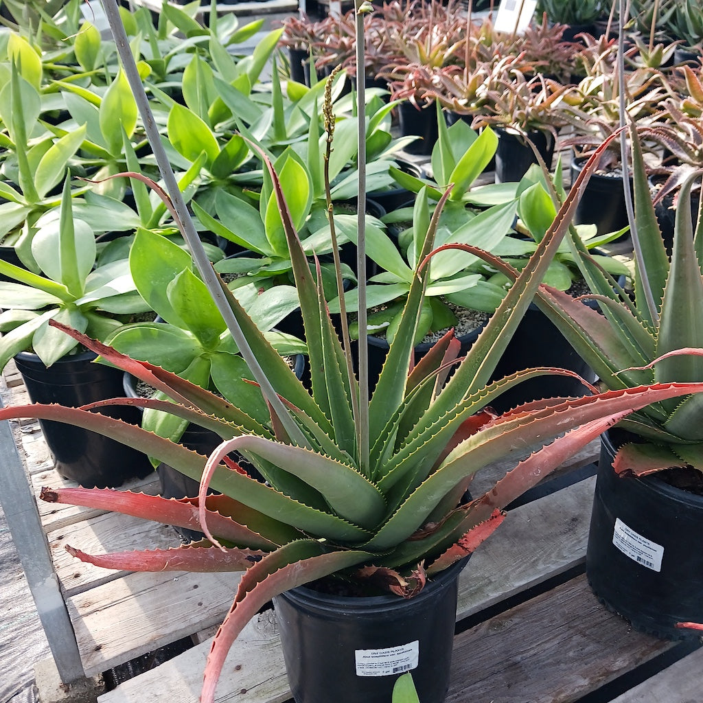 Aloe bulbillifera var. paulianae