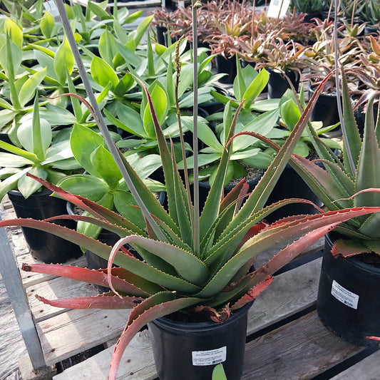 Aloe bulbillifera var. paulianae