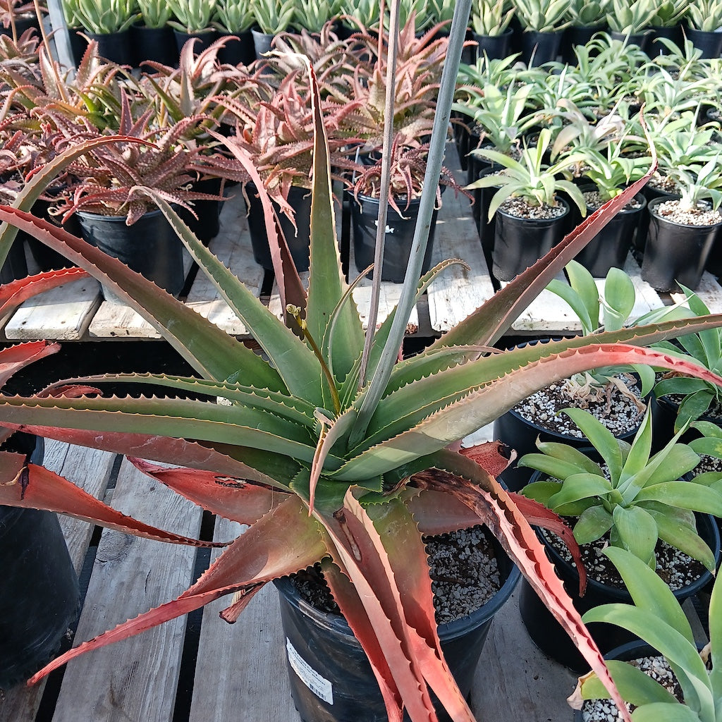 Aloe bulbillifera var. paulianae