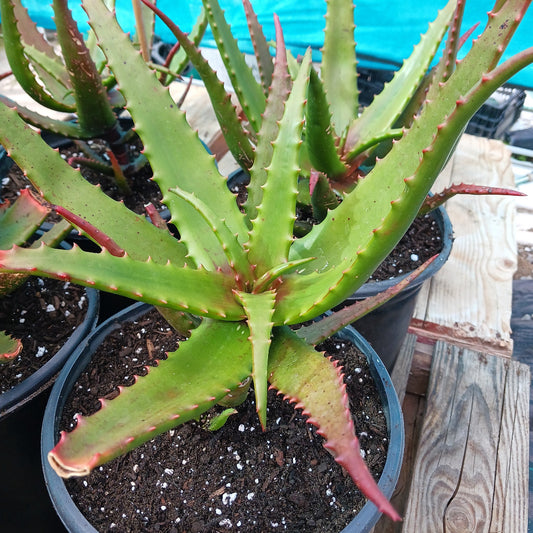 aloe cameronii