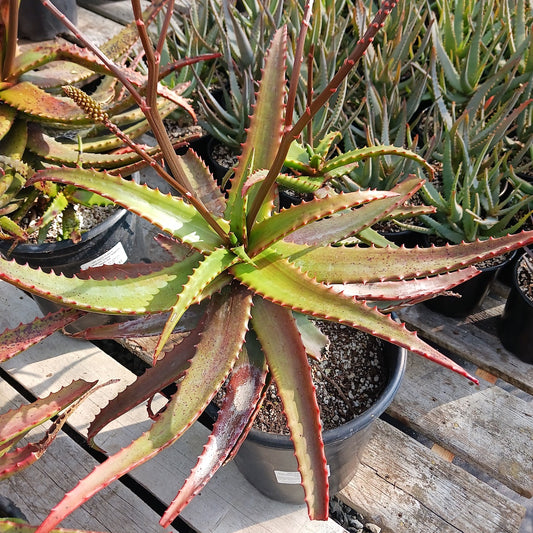 Aloe cameronii "Crème Tangerine"