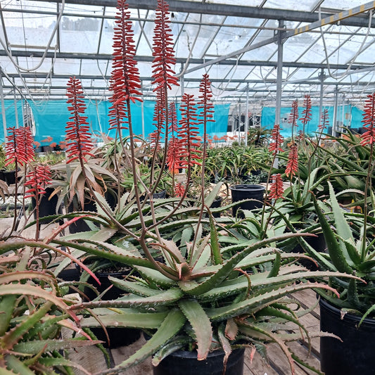 Aloe cameronii in bloom showing red flowers still in bud
