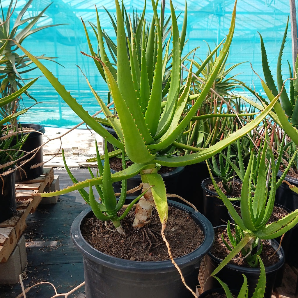 Aloe camperi